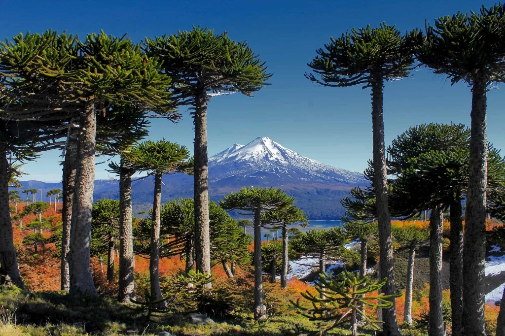 Santuario de Araucarias & Montañas del Maule